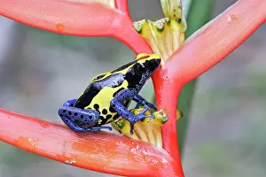 Blue and Yellow Poison Arrow / Dart Frog