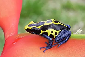 Blue and Yellow Poison Arrow / Dart Frog