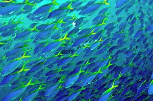 Snappers: Blue and Yellow Snapper - seen in vast schools