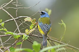 Ecuadoran: Blue and Yellow Tanager
