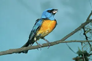 Thraupis: Blue and Yellow Tanager