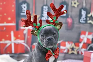 Noble: Blue young French Bulldog dog dressed up with reindeer