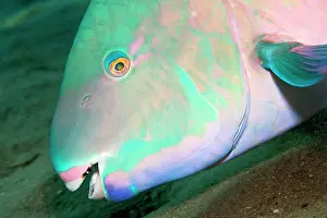 Scarus: Bluebarred / Blue-barred Parrotfish
