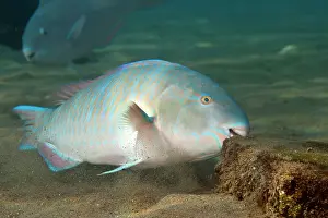 Scarus: Bluebarred / Blue-barred Parrotfish - feeding