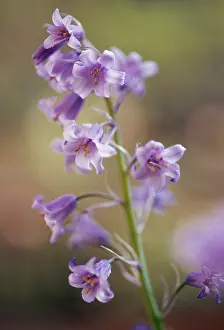 Hispanica: Bluebell