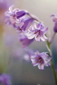 Hispanica: Bluebell