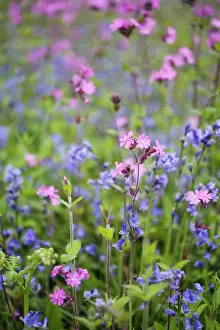 Campion: Bluebell