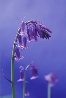 Weak: Bluebell