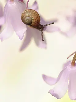 Poise: Bluebell