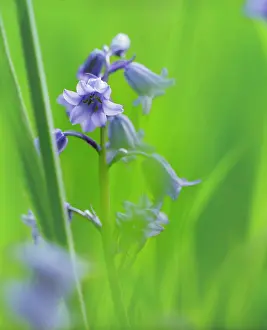 Hispanica: Bluebell