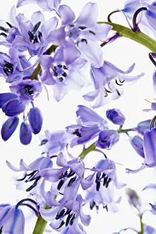 Hispanica: Bluebell