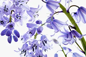 Hispanica: Bluebell