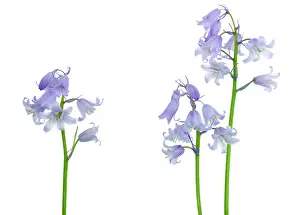 Hispanica: Bluebell