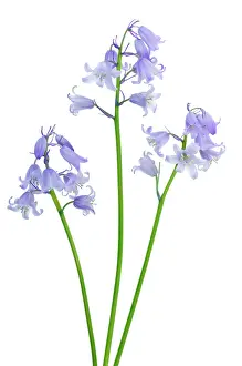 Exquisite: Bluebell