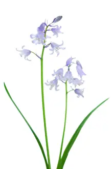 Exquisite: Bluebell