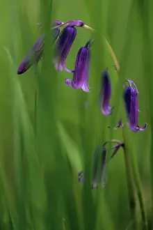 Unhappy: Bluebell