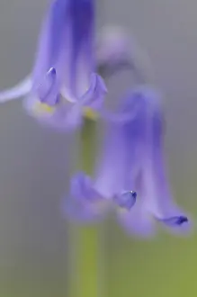 Painterly: Bluebell