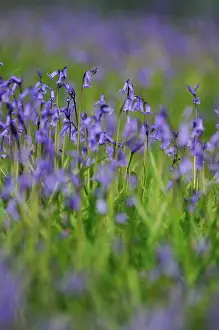 Reminiscent: Bluebell
