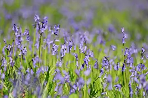 Reminiscent: Bluebell