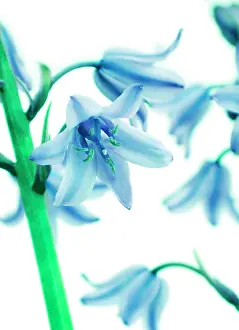 Hispanica: Bluebell