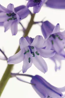 Hispanica: Bluebell