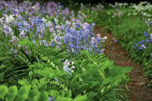 Loads: Bluebell