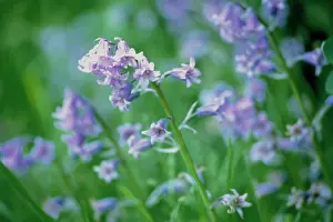 Hispanica: Bluebell