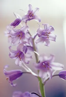 Fragile: Bluebell