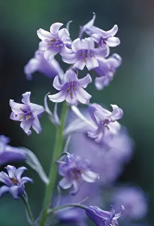 Fragile: Bluebell