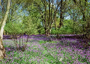 Tranquillity: BLUEBELL - in Ancient woodland copse