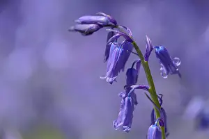 130319: Bluebell - blooming bluebell in a forest in spring