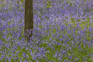 130319: Bluebell - carpet of blooming bluebells covering
