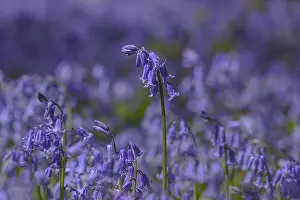 130319: Bluebell - carpet of blooming bluebells covering