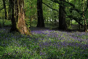 Lough: Bluebell, English bluebell