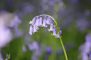 Mauve: Bluebell, English bluebell, Hyacinthoides non-scripta