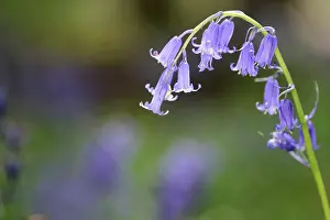 Mauve: Bluebell, English bluebell, Hyacinthoides non-scripta