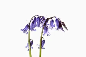 Cool: Bluebell, English bluebell, Hyacinthoides non-scripta