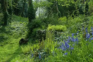 Bluebell: Bluebell, English bluebell, Hyacinthoides non-scripta