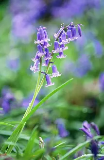 Endymion: BLUEBELL - flower