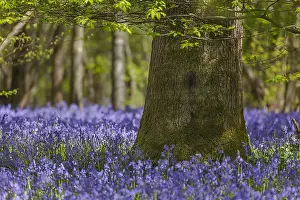 130319: Bluebell forest - carpet of blooming bluebells covering