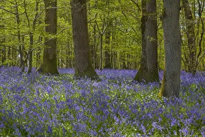 130319: Bluebell forest - carpet of blooming bluebells covering