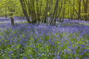 130319: Bluebell forest - carpet of blooming bluebells covering