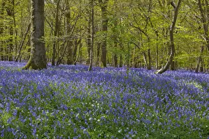 130319: Bluebell forest - carpet of blooming bluebells covering