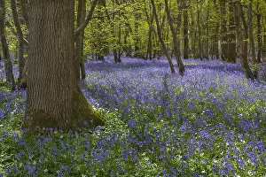 130319: Bluebell forest - carpet of blooming bluebells covering