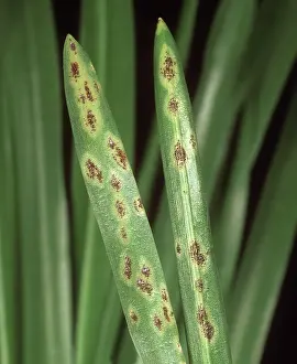 Muscari: Bluebell rust