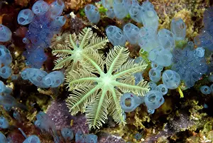 Tunicate: Bluebell tunicates and soft corals, Raja