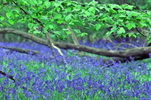 Proportion: Bluebell Wood