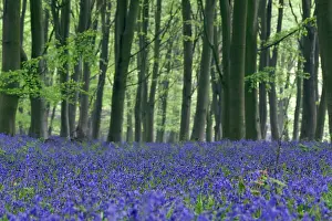 Proportion: Bluebell Wood