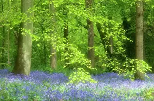 Blissful: Bluebell wood