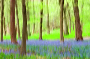 Copse: Bluebell wood